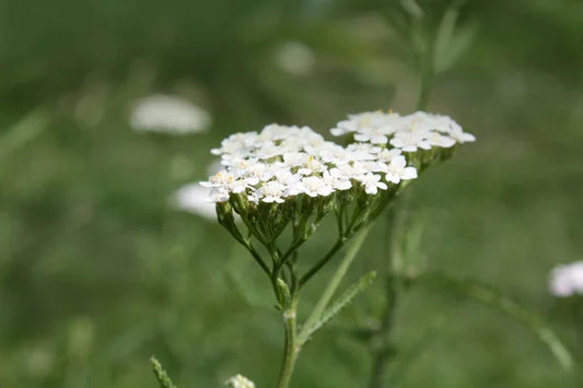 How to Create Your Own Herbal First Aid Kit with 5 Everyday Herbs