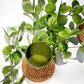 Matcha Adaptogen Latte Powder